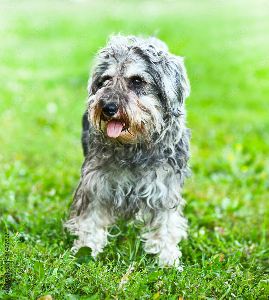 Portrait of active mini schnauzer in nature Portrait of active mini schnauzer in nature