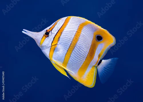 Obraz Copperband butterfly fish