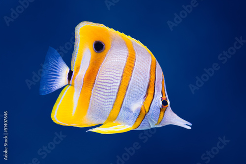 Copperband butterfly fish photo