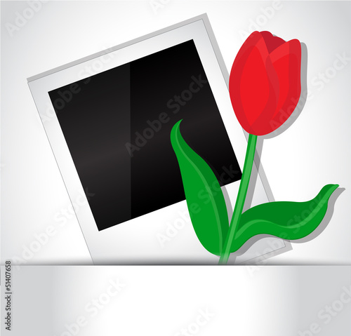 Photo and tulip
