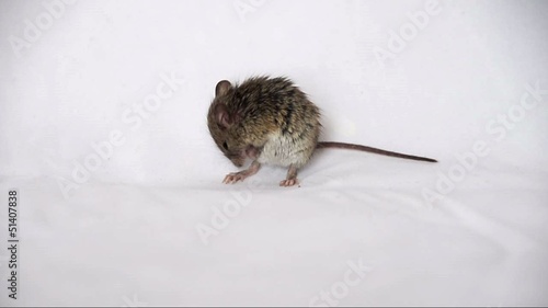 animal, background, close,