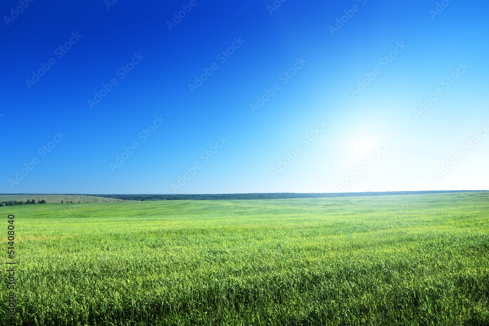 field of spring grass