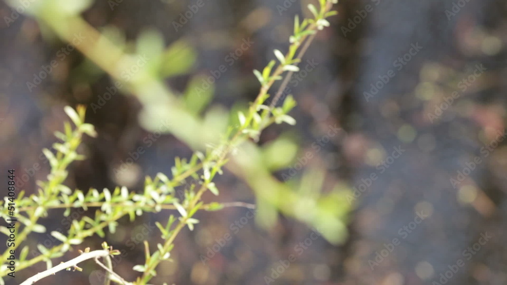Willow branch of standing water Willow branch of standing water
