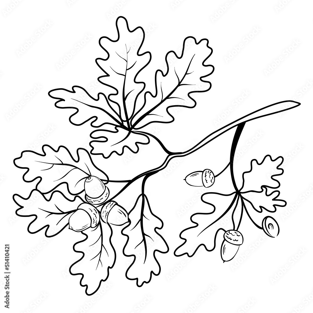 Naklejka premium Oak branch with acorns, outline