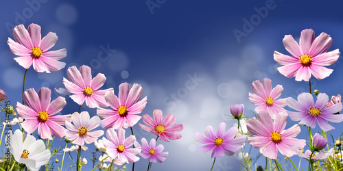 Fototapeta Naklejka Na Ścianę i Meble -  kwiaty