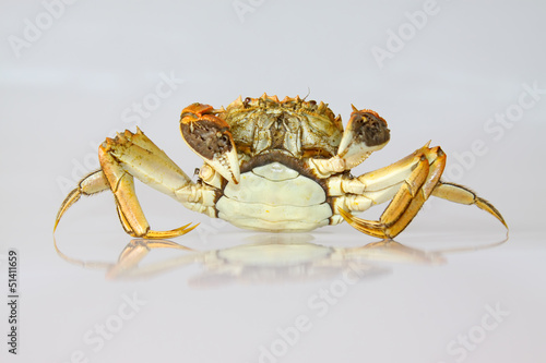 Cooked crab on white background