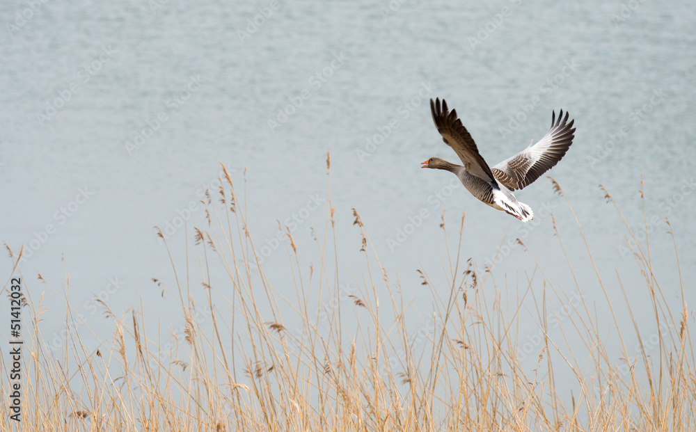 Goose flying over a lake in spring Goose flying over a lake in spring