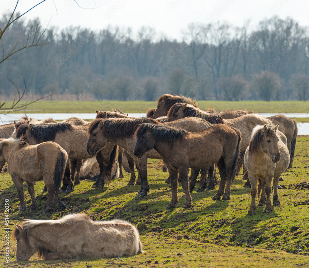 Fototapeta premium Herd of Konik horses in nature in spring