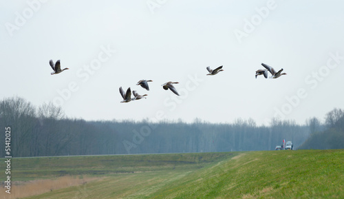 Geese flying over nature in spring © Naj