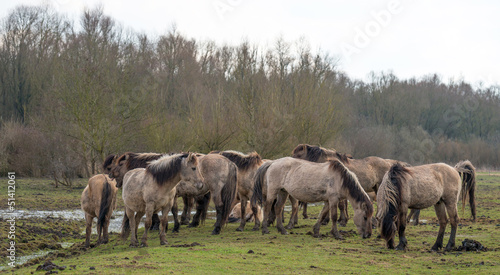 Fototapeta Naklejka Na Ścianę i Meble -  Herd of Konik horses in nature in spring