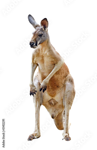 kangaroo isolated © anankkml