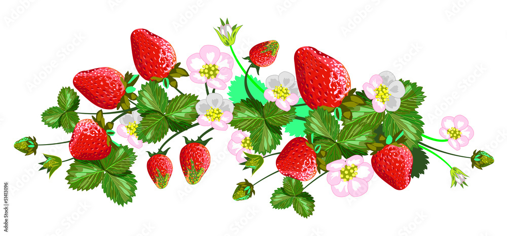 Vector isolated strawberries Vector isolated strawberries
