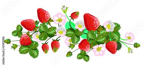 Vector isolated strawberries