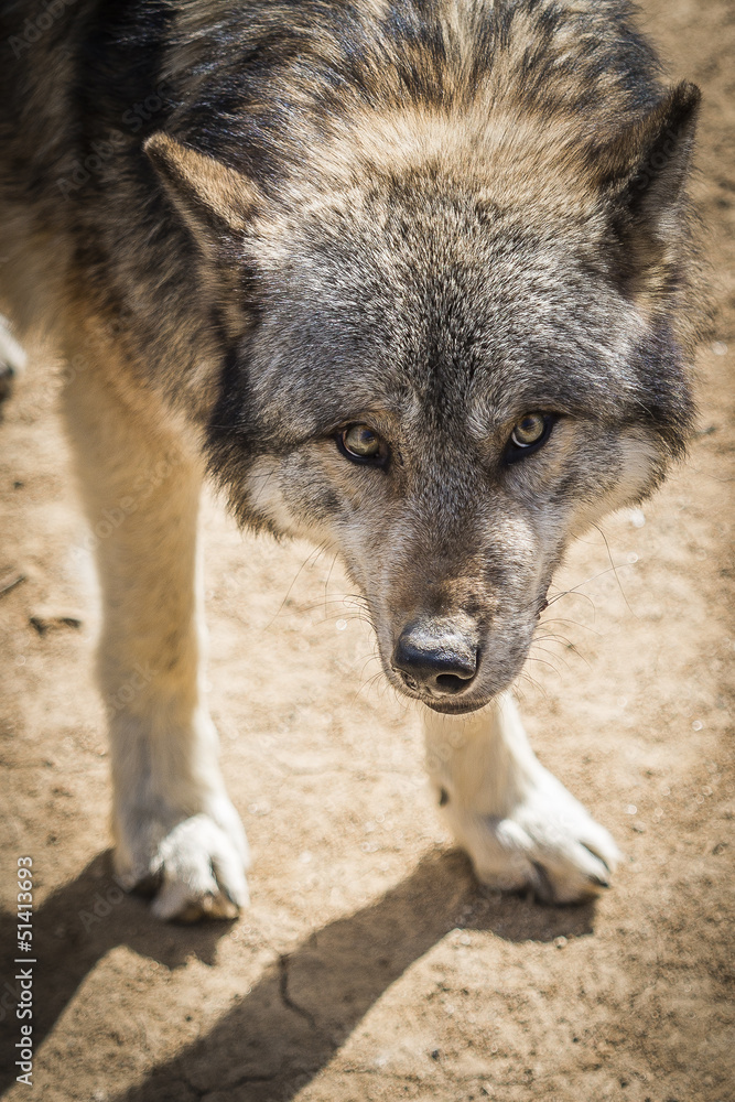Fototapeta premium Portrait de loup