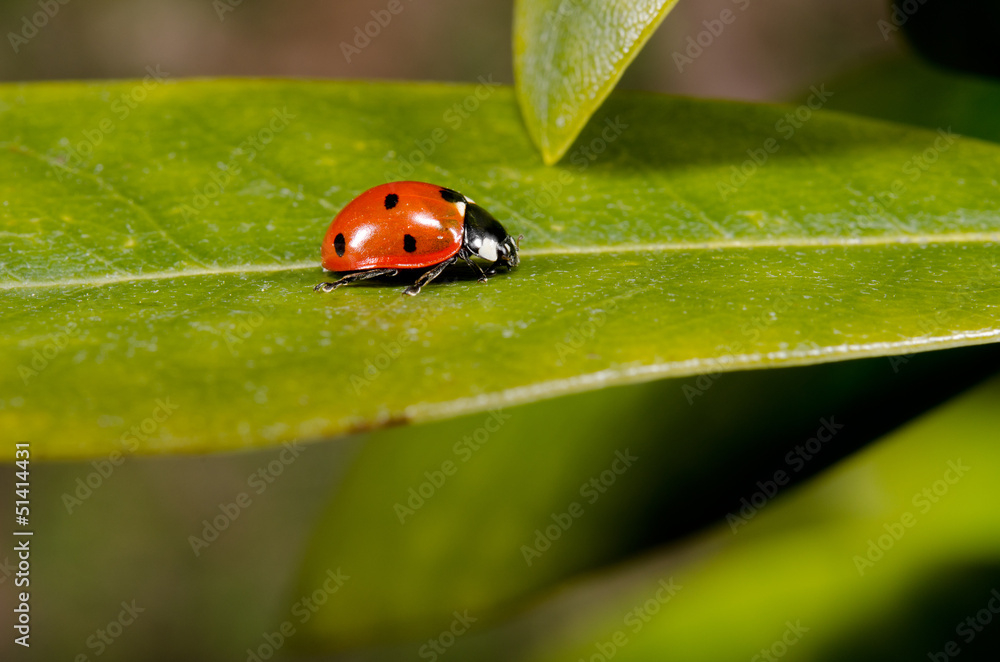 Fototapeta premium ladybird running on rhododendron