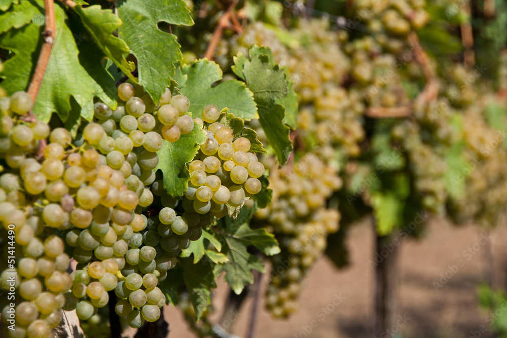 A vineyard in the region of South Moravia, Czech Republic