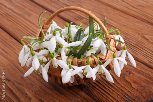 snowdrops in a wicker basket on a table made ​​of wood