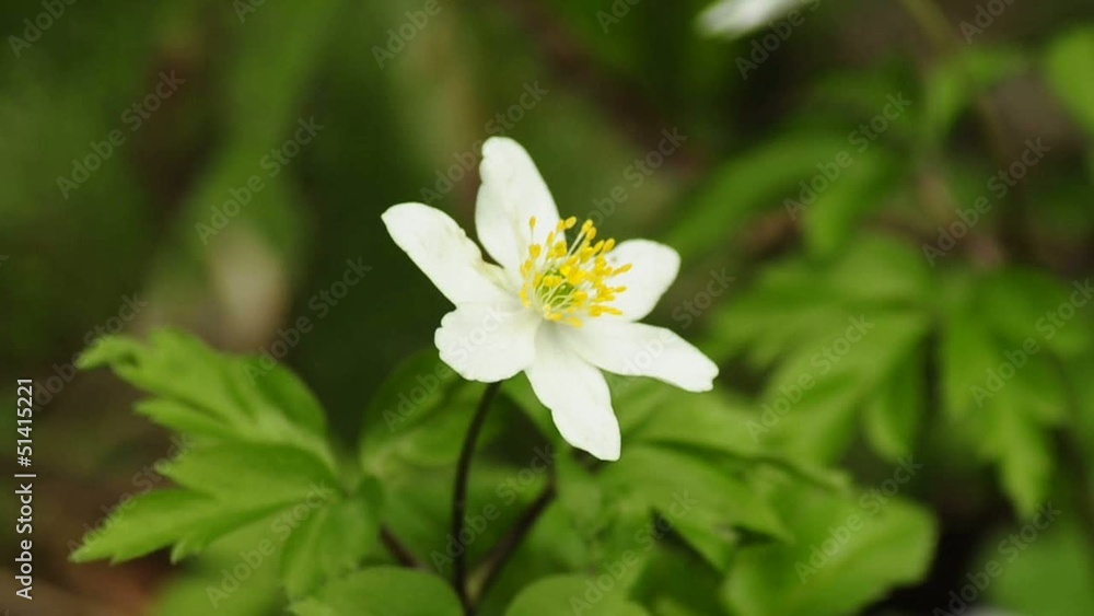 Anemone Anemone