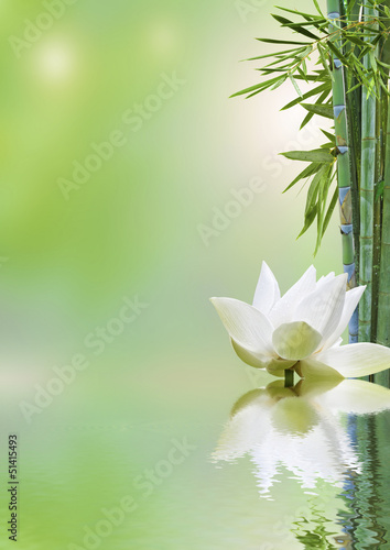 flore aquatique, décor relaxant #51415493