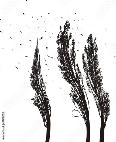 Poplars in the wind