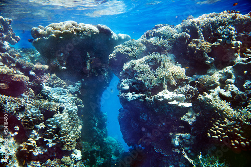 Group of coral fish water.