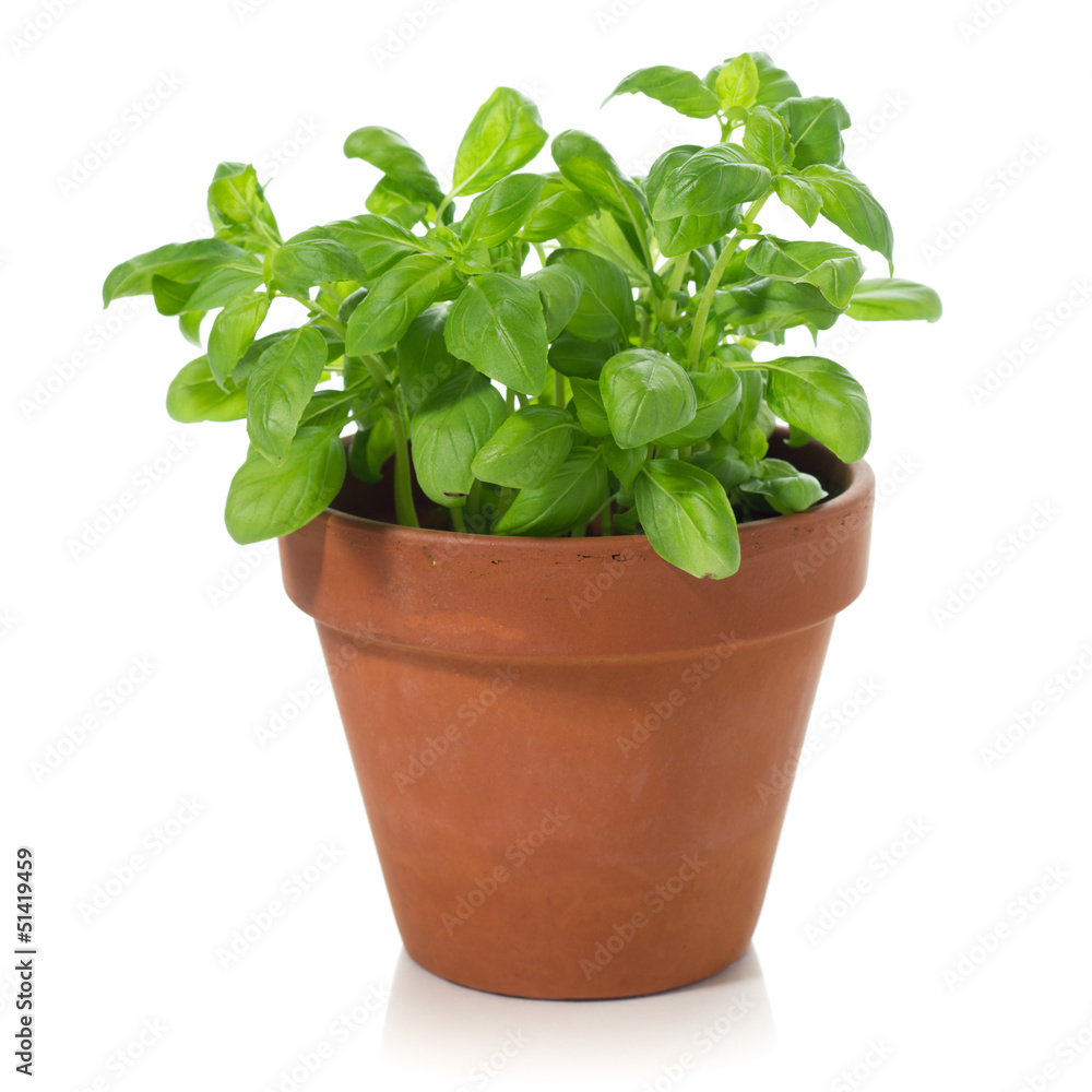 Basil plant Basil plant