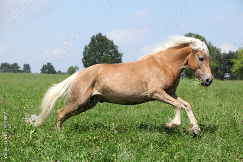 Jumping chestnut horse with blond mane in nature © Zuzana Tillerova