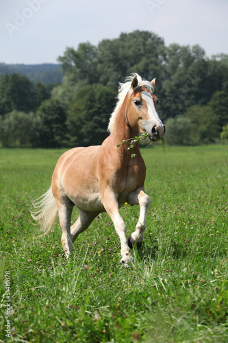 Fototapeta Naklejka Na Ścianę i Meble -  Beautiful haflinger running in freedom while eating grass