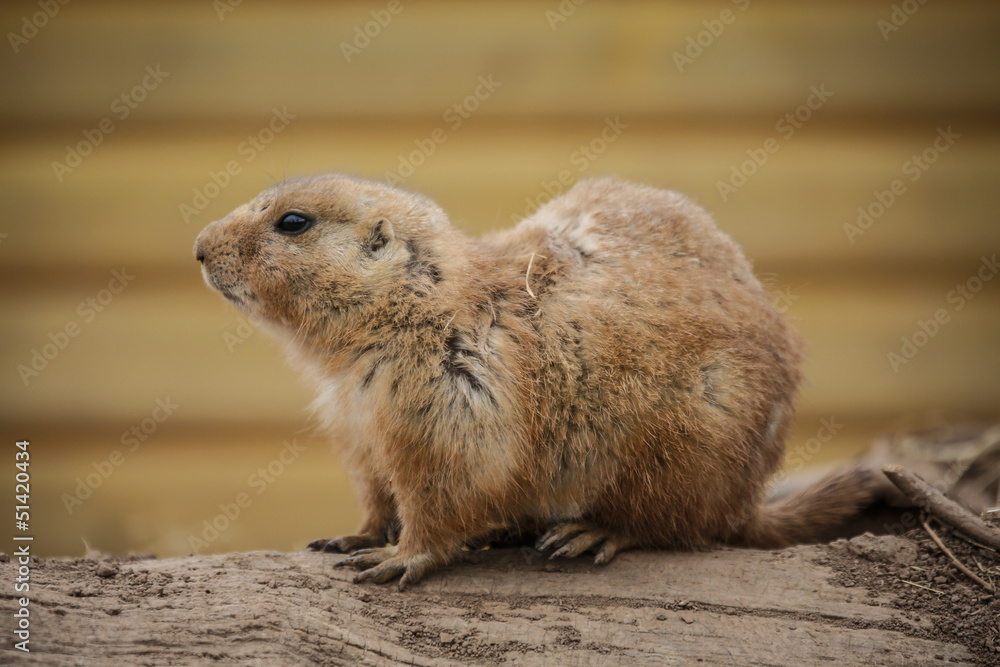Naklejka premium A Single Prarie Dog