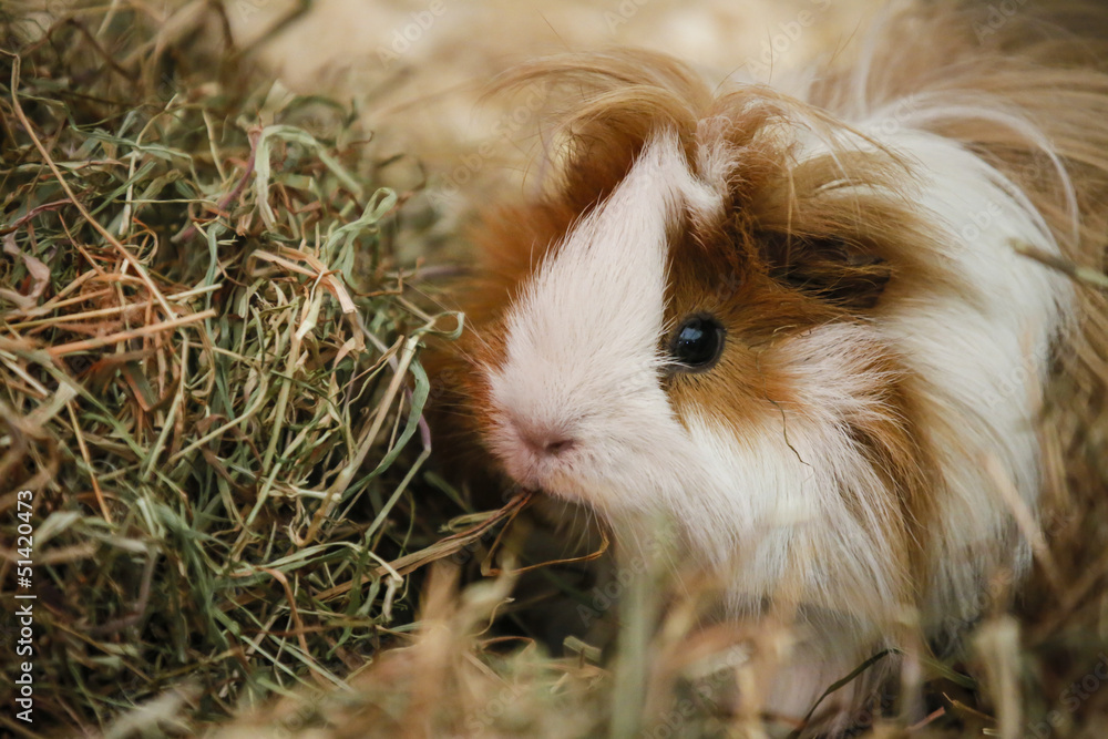 Guiney Pig Guiney Pig