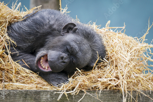 Sleeping Chimpanze