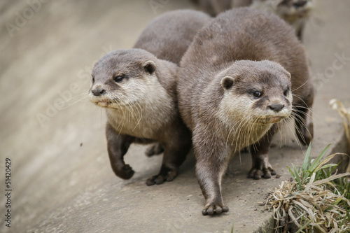 Pair Of Otters