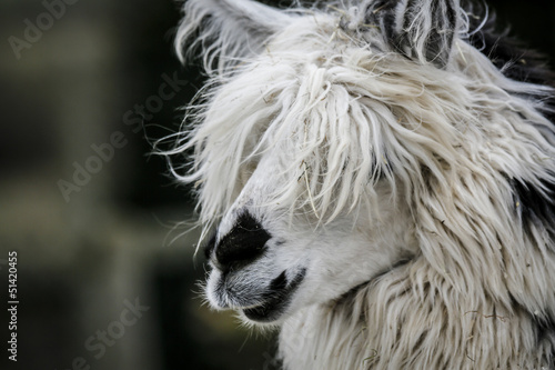 Alpaca