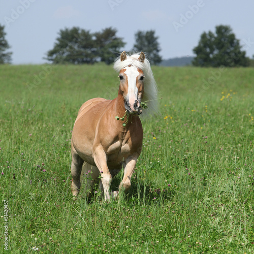 Beautiful haflinger running in freedom while eating grass