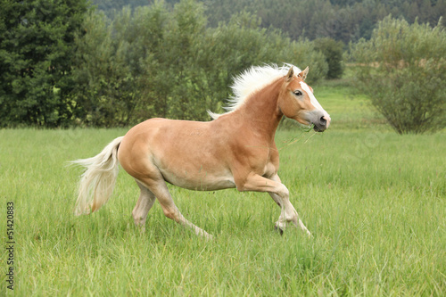 Fototapeta Naklejka Na Ścianę i Meble -  Beautiful chestnut horse with blond mane running in freedom