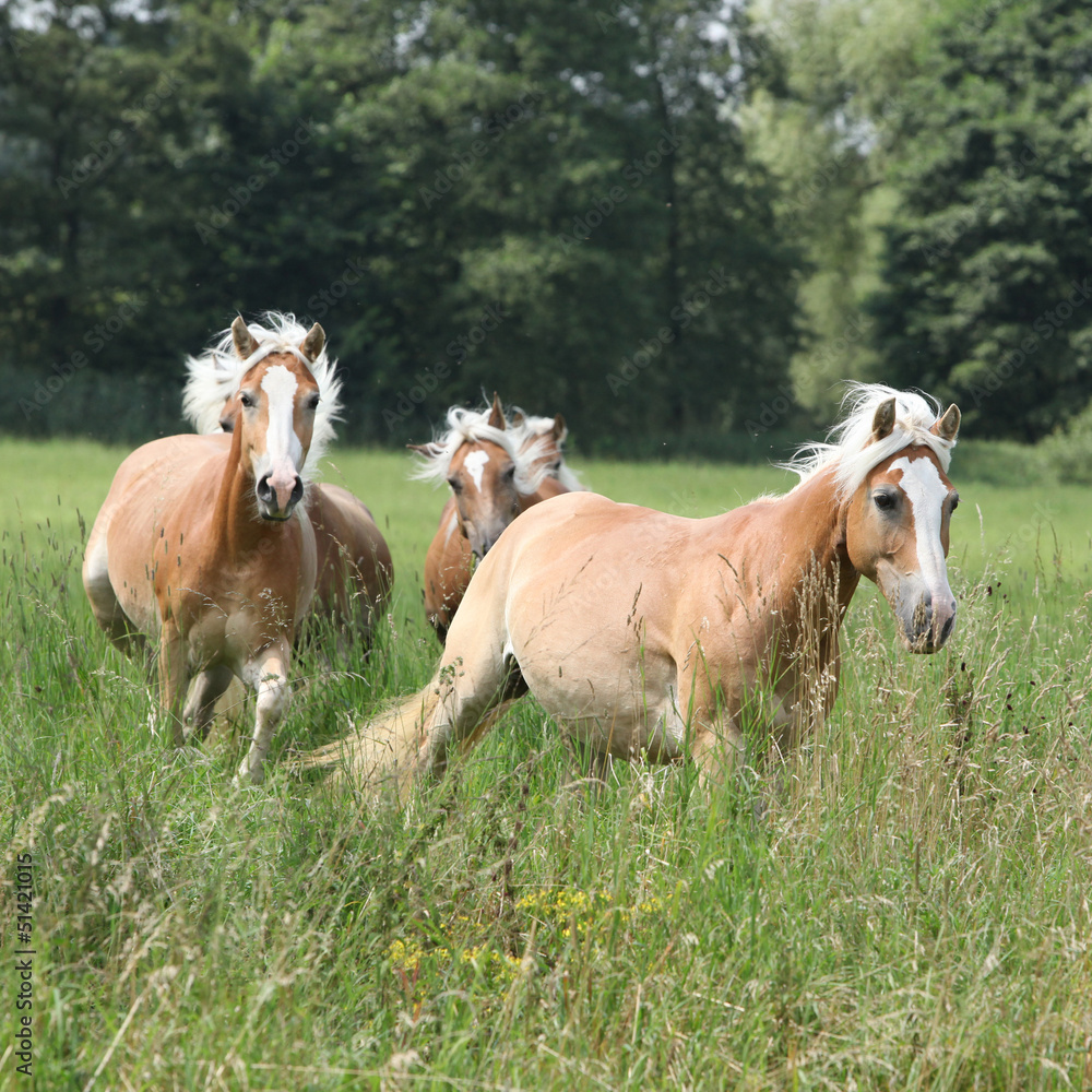 Batch of chestnut horses running together in high grass