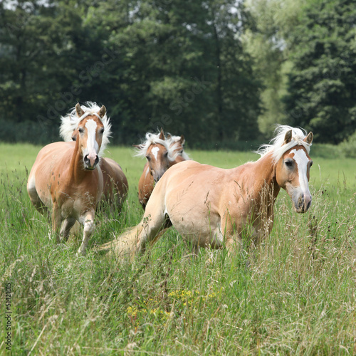 Batch of chestnut horses running together in high grass