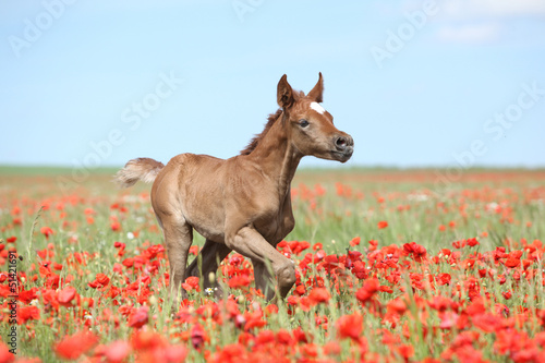 Fototapete Arabian foal running in red poppy field