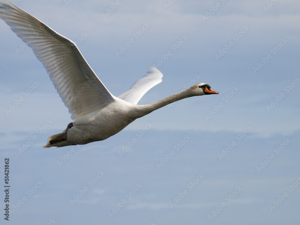 white swan flying with a blue sky in the background white swan flying with a blue sky in the background