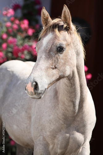 Fototapeta Naklejka Na Ścianę i Meble -  Quarter horse foal in front of pink flowers
