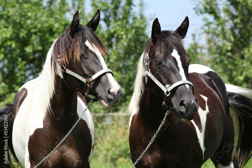Two paint horses with halters