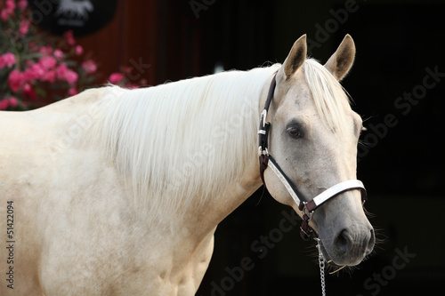 Fototapeta Naklejka Na Ścianę i Meble -  Palomino quarter horse in front of dark background