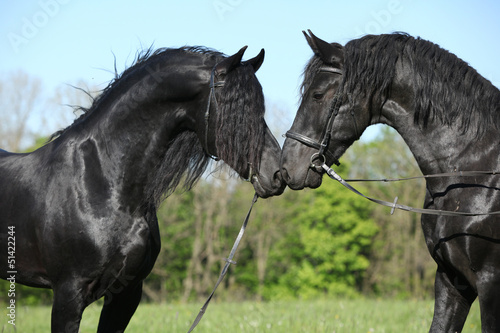 Fototapeta Naklejka Na Ścianę i Meble -  Two gorgeous friesian stallions meeting each other