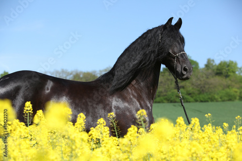Friesian horse behind yellow flowers