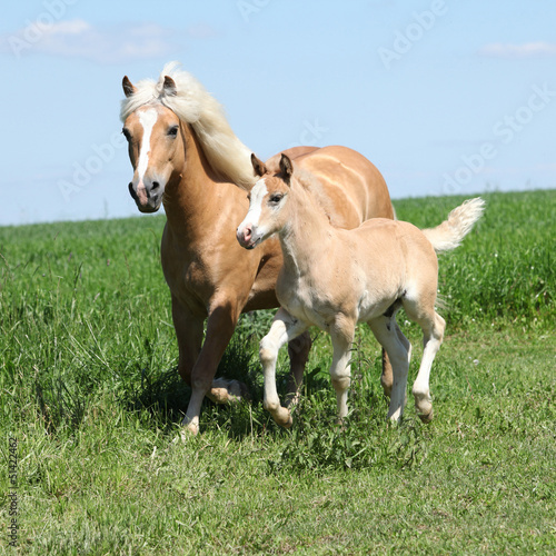 Принти на полотні Beautiful haflinger mare with a foal