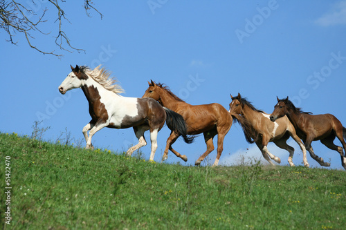 Beautiful batch of horses running on horizon