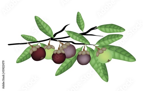 Fresh Purple and Green Mangosteens on Tree Branch