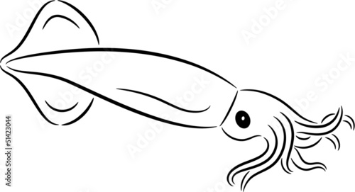 Squid