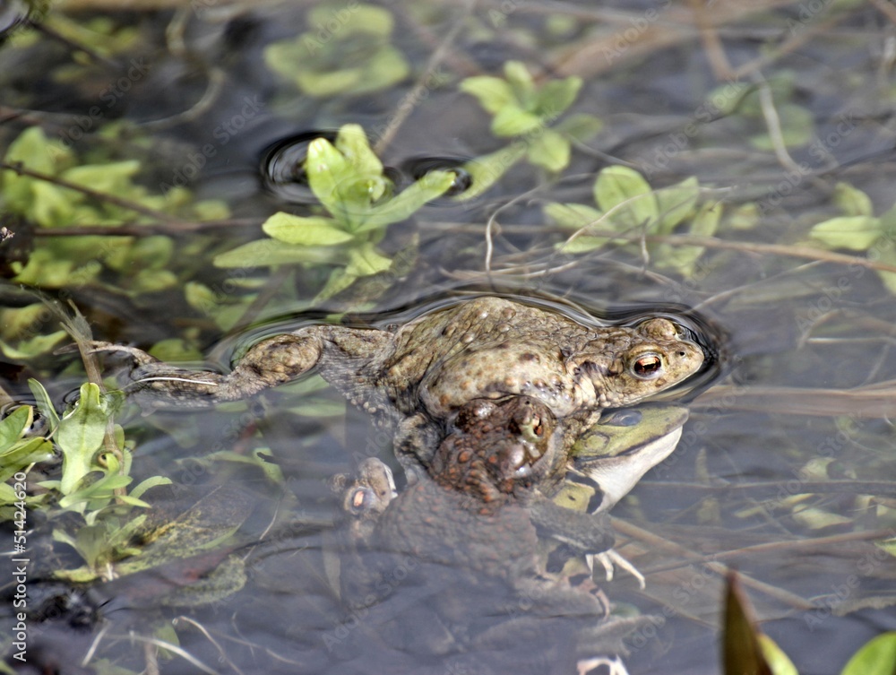 Fehlpaarung dreier Erdkrötenmännchen mit einem Teichfrosch Fehlpaarung dreier Erdkrötenmännchen mit einem Teichfrosch