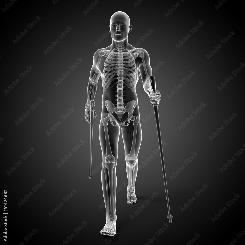 3d rendered medical illustration - nordic walking 3d rendered medical illustration - nordic walking
